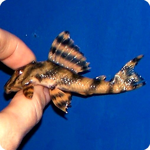 LDA01 - Gold Stripe Panaque - 3 inch